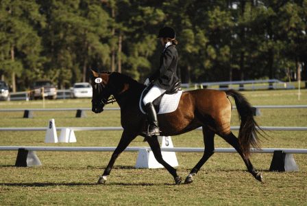 Horse Shows