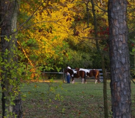 Announcements at Willow Oak Farm Riding School