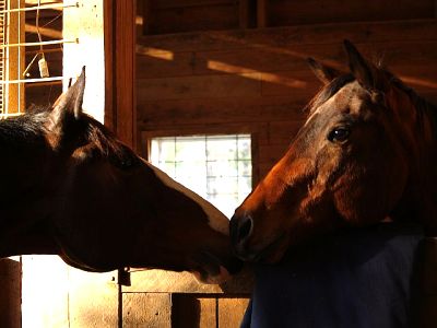Services at Willow Oak Farm Riding School