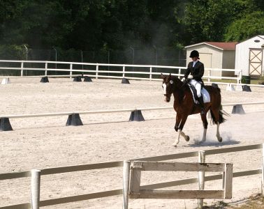 Horse Shows