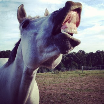 Contact Willow Oak Farm Riding School